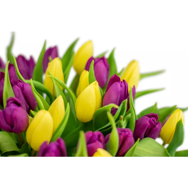 Kytice tulipánů